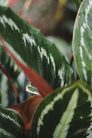 Prayer Plant Leaves