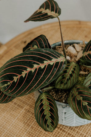 Prayer Plant Care