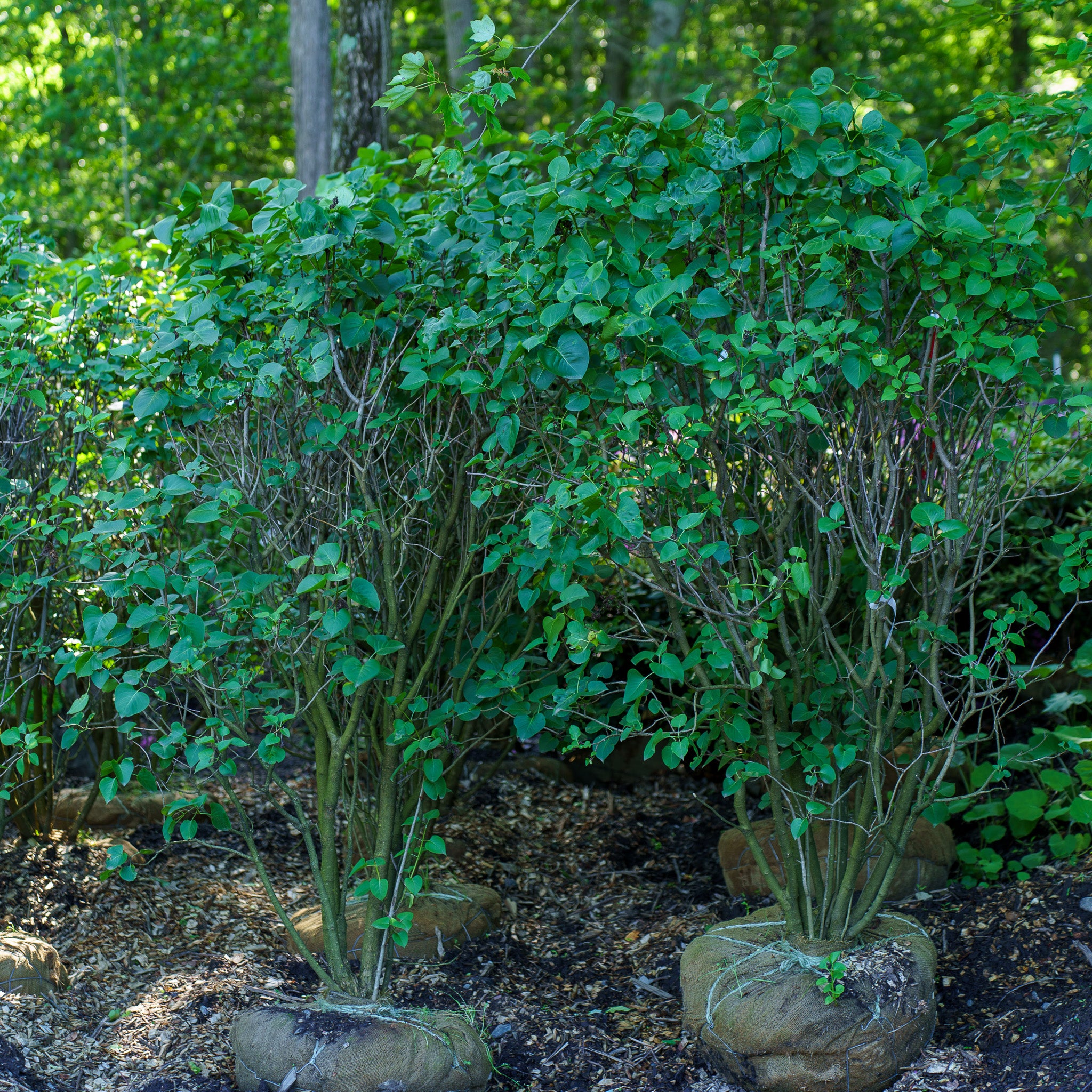 President Grevy Lilac – Plant Detectives