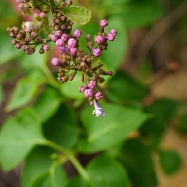 President Poincare Lilac