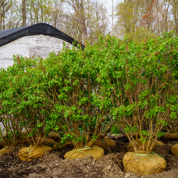 President Poincare Lilac