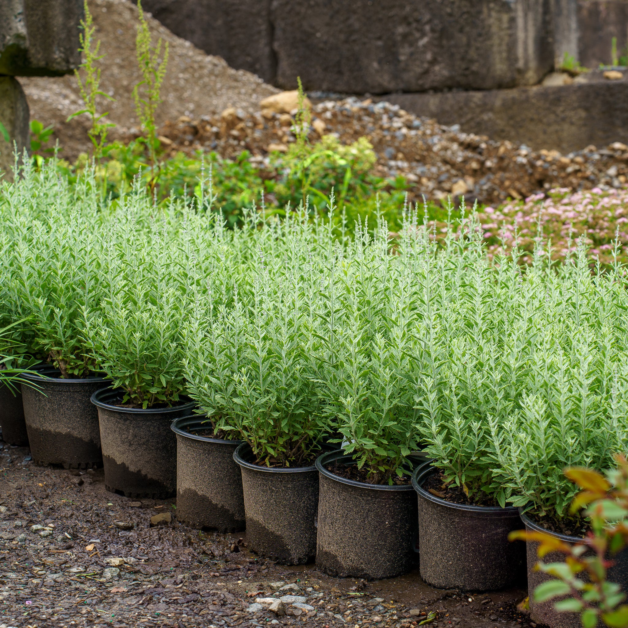 russian sage plant Prime Time Russian Sage – Plant Detectives