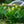 Load image into Gallery viewer, Primrose Yellow Canna Lily
