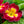 Load image into Gallery viewer, Primrose - Early Spring Other Perennials - Perennials

