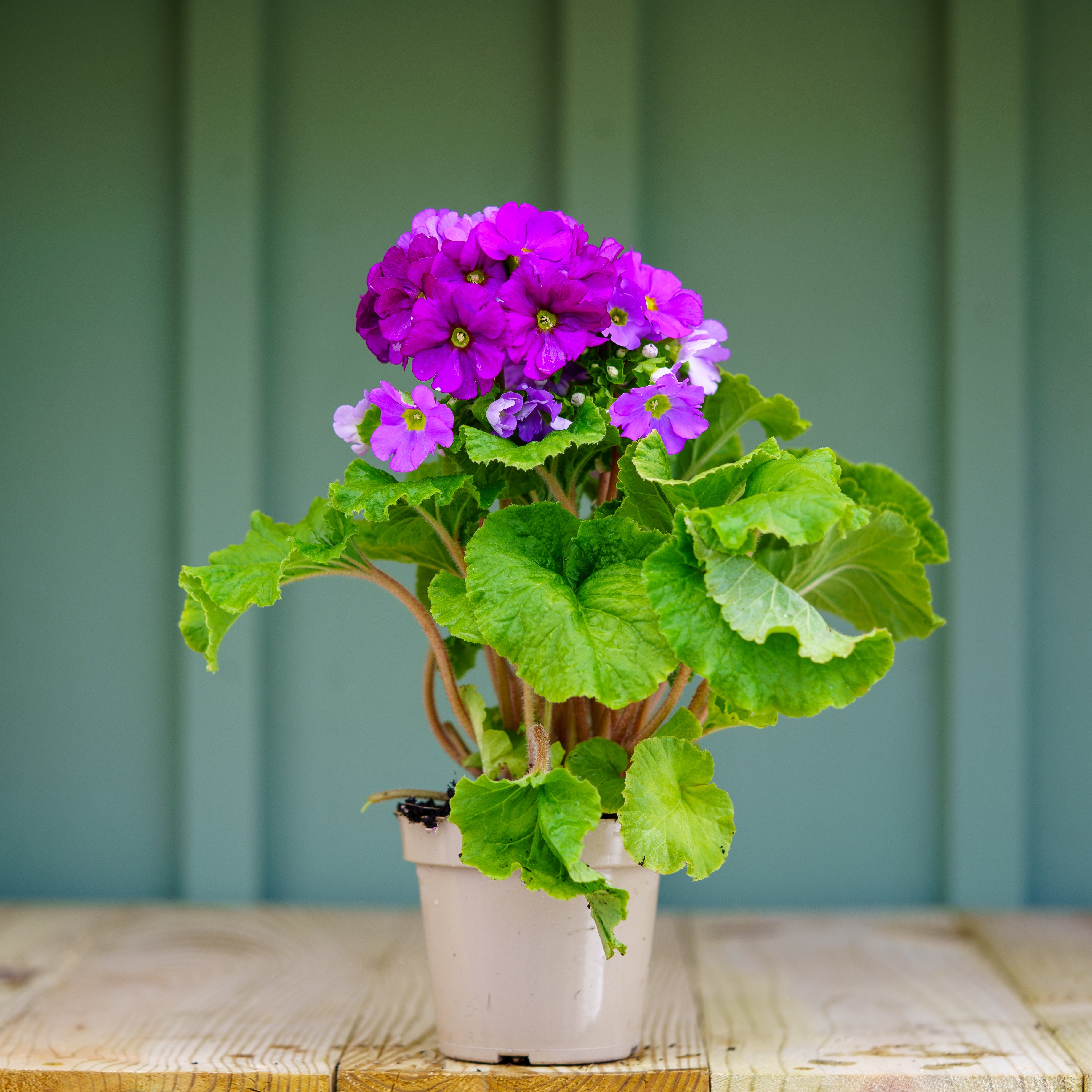 primrose house plant German Primrose – Plant Detectives