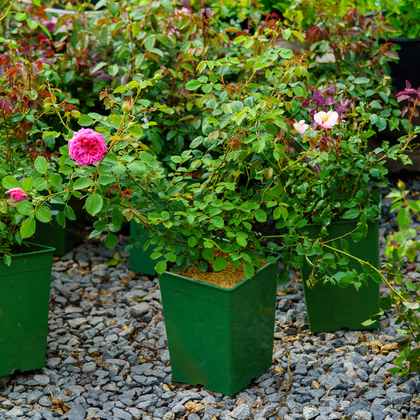 Princess Alexandra of Kent Climbing Rose