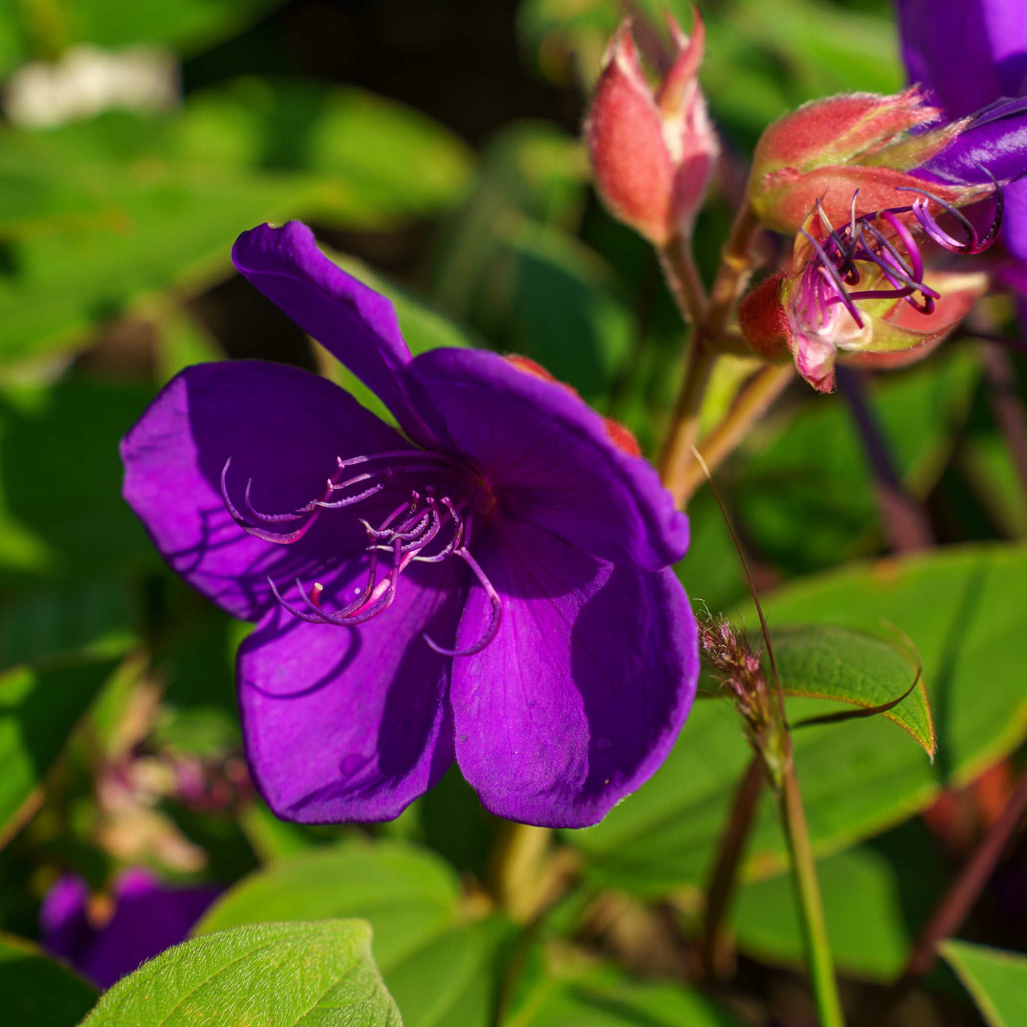 Princess Flower – Plant Detectives