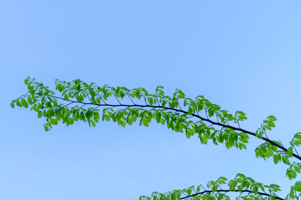 Princeton American Elm - Elm - Shade Trees