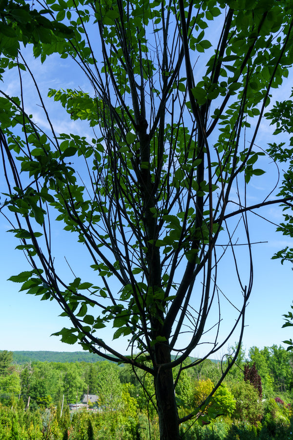 Princeton American Elm - Elm - Shade Trees