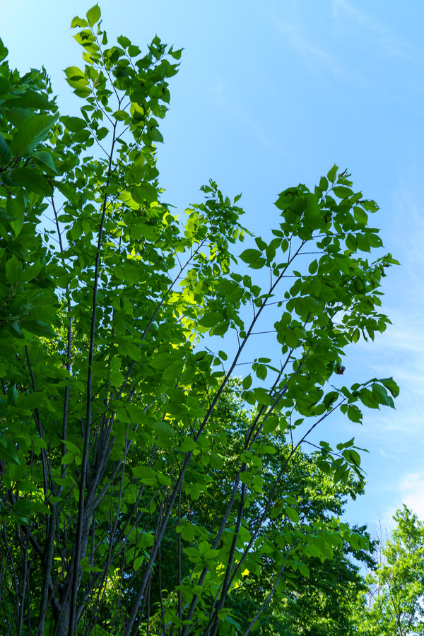 Princeton American Elm - Elm - Shade Trees