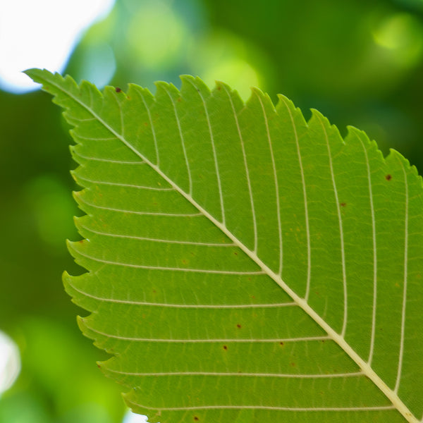 Princeton American Elm