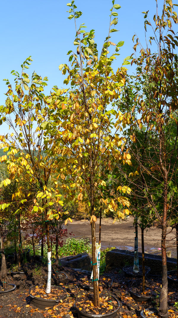 Princeton American Elm