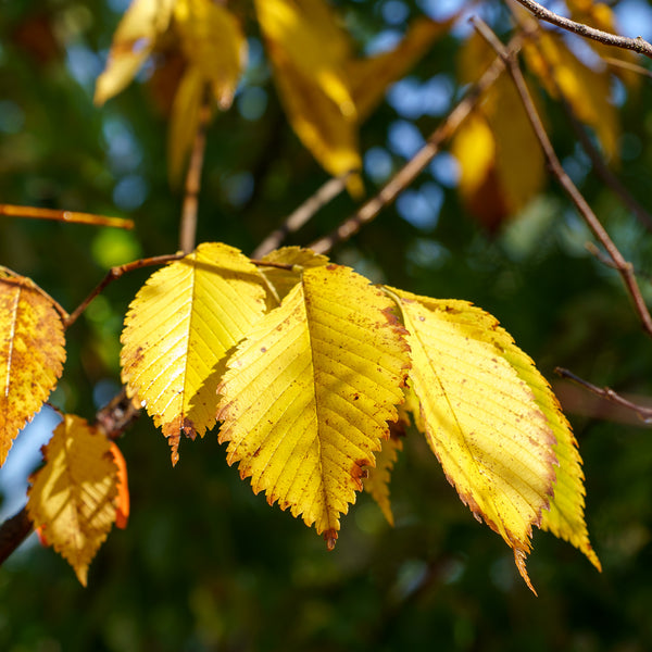 Princeton American Elm