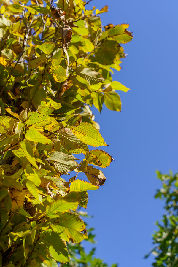 Princeton American Elm