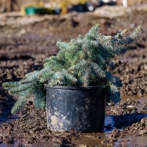 Procumbens Colorado Spruce - Spruce - Conifers