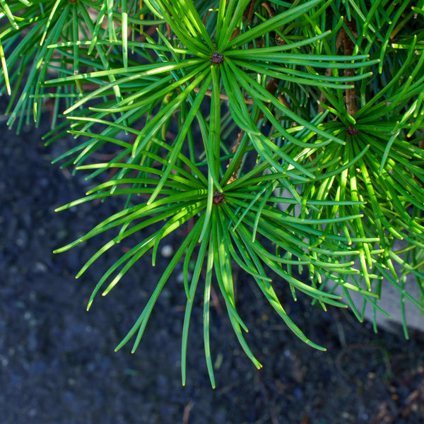 Propeller Japanese Umbrella Pine