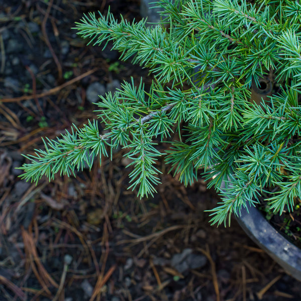 Prostrate Beauty Deodar Cedar