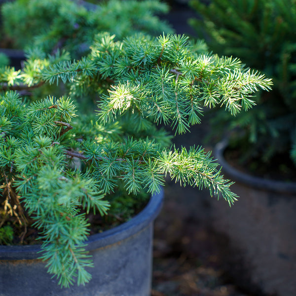 Prostrate Beauty Deodar Cedar