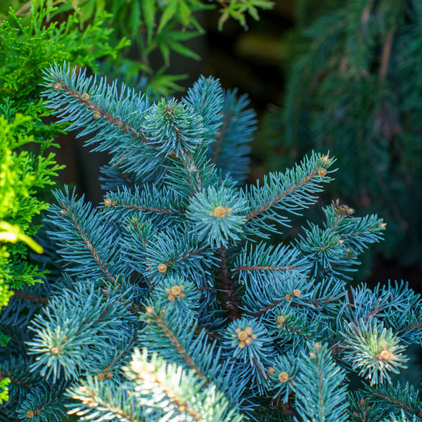 Prostrate Colorado Blue Spruce