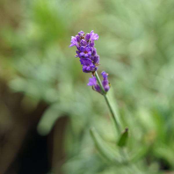 Provence Lavender