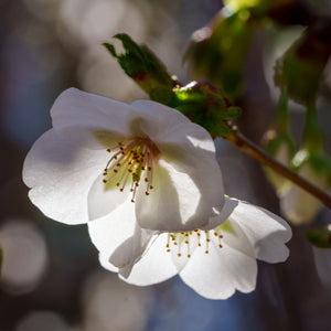 Snow Goose Cherry Blossom at Sunset