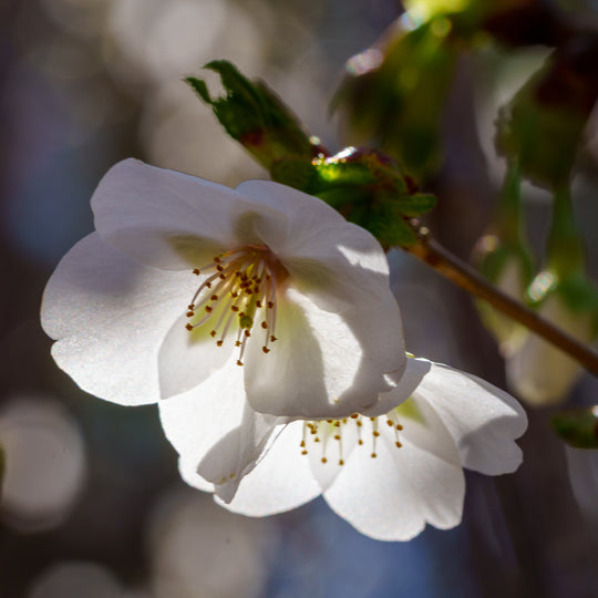 Plant of the Week: Snow Goose Cherry Tree – Plant Detectives
