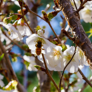 Bee on Cherry Blossom