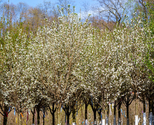 Snow Goose Cherry Trees