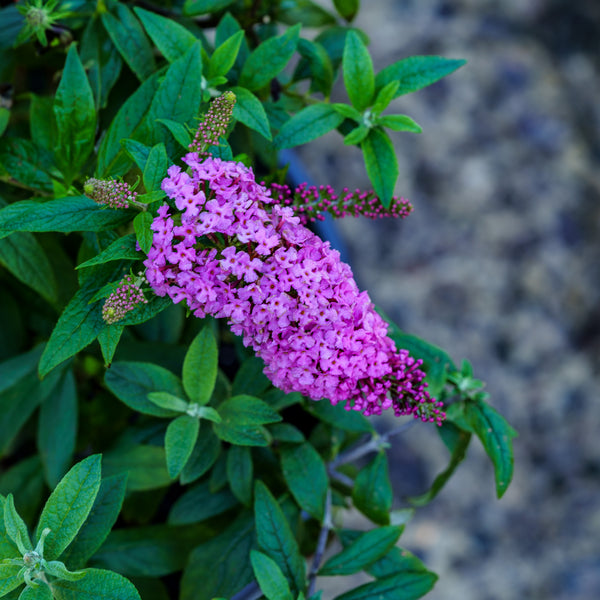 Pugster Pink Butterfly Bush