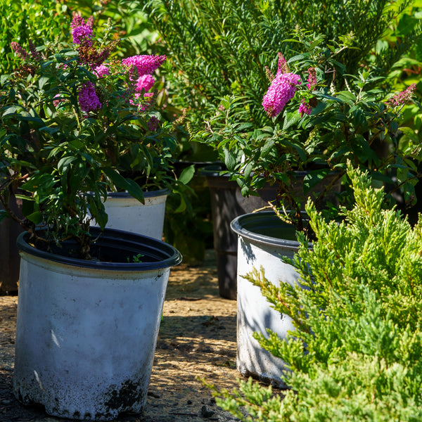 Pugster Pink Butterfly Bush