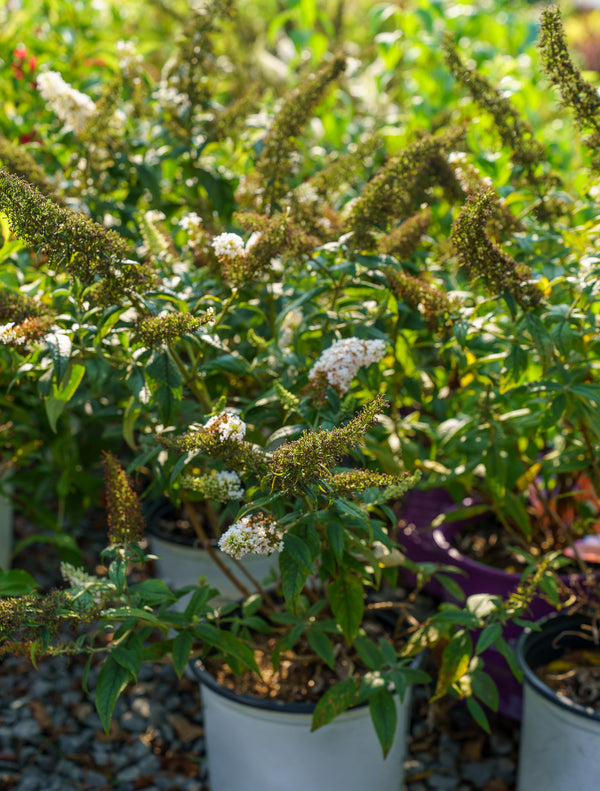 Pugster White Butterfly Bush