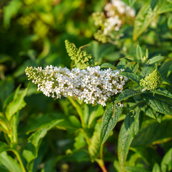 Pugster White Butterfly Bush