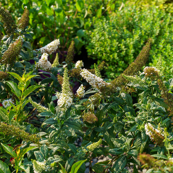 Pugster White Butterfly Bush