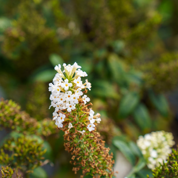 Pugster White Butterfly Bush