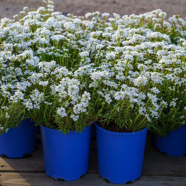 Purity Candytuft