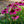 Load image into Gallery viewer, Purple Emperor Coneflower
