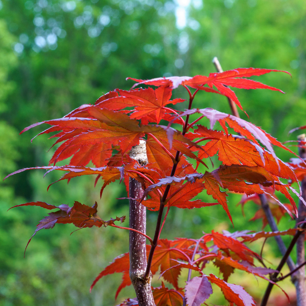 Purple Ghost Japanese Maple – Plant Detectives