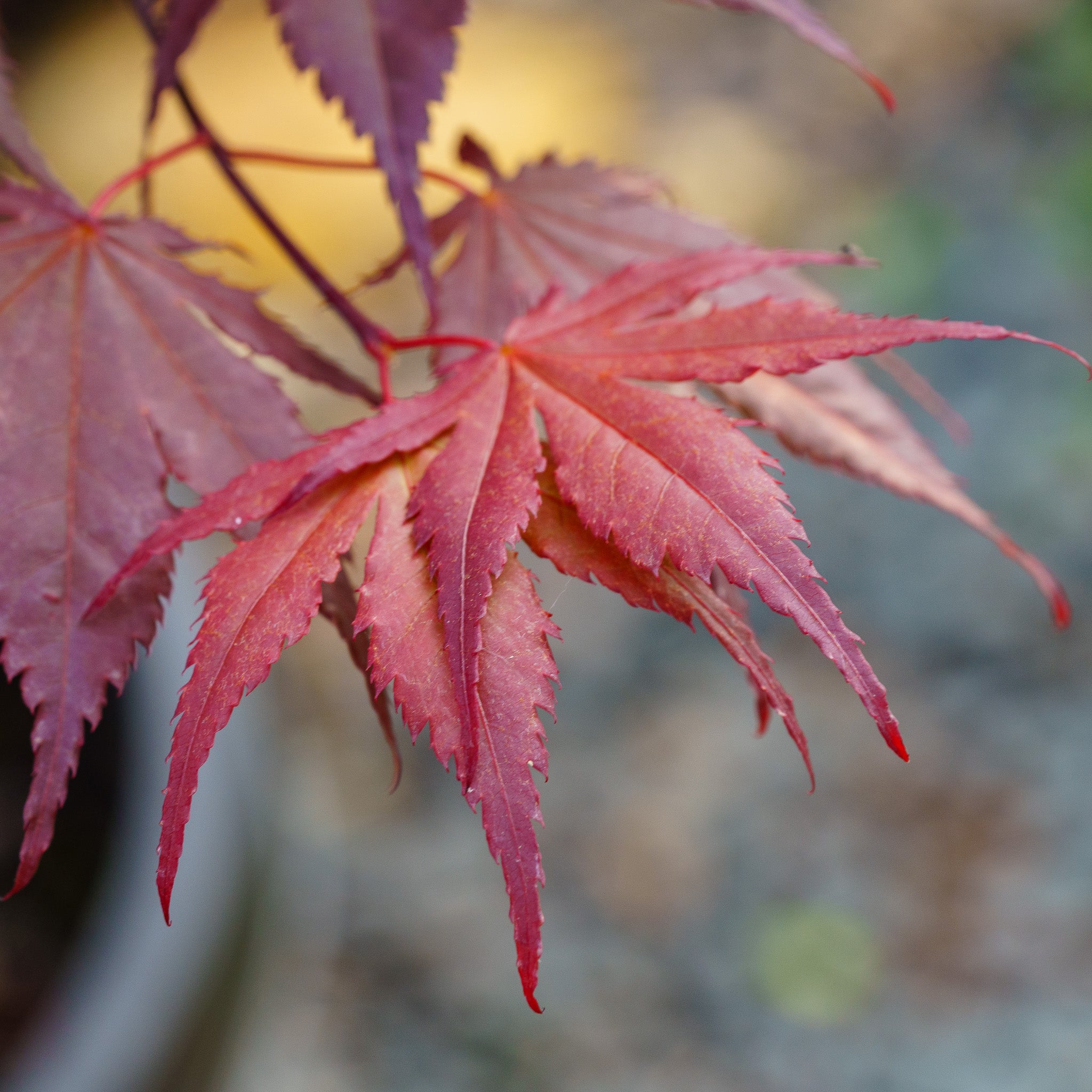 Purple Ghost Japanese Maple – Plant Detectives