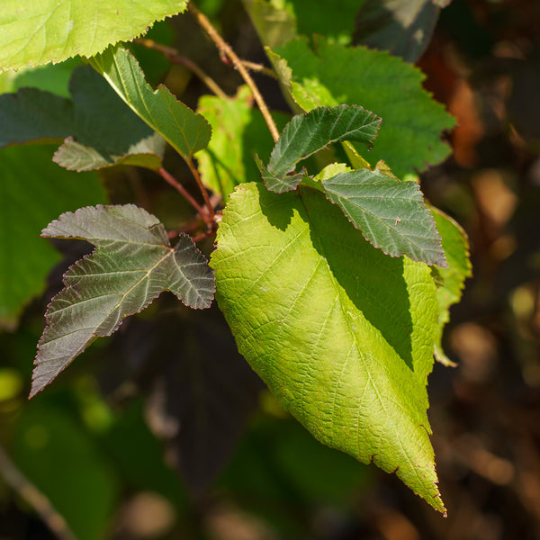 Purple Leaf Bailey Select Hazelnut