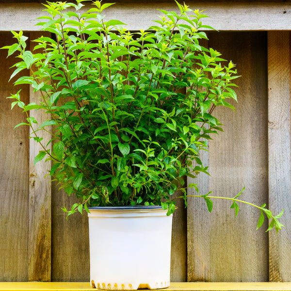 Purple Pride Beautyberry - Other Shrubs - Shrubs