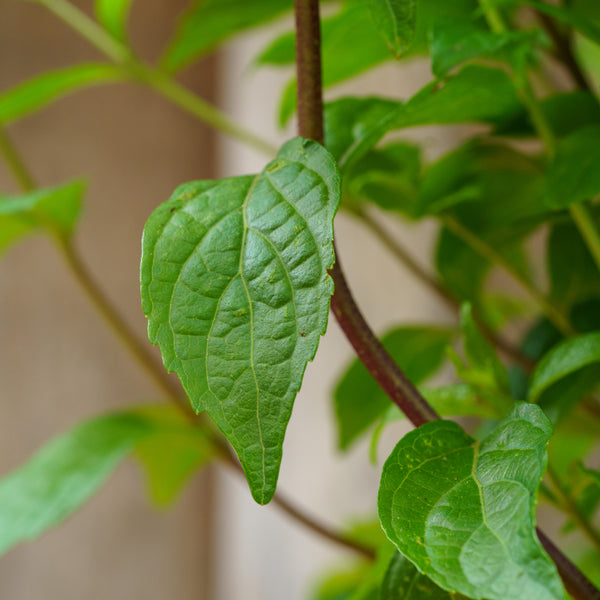 Purple Pride Beautyberry - Other Shrubs - Shrubs