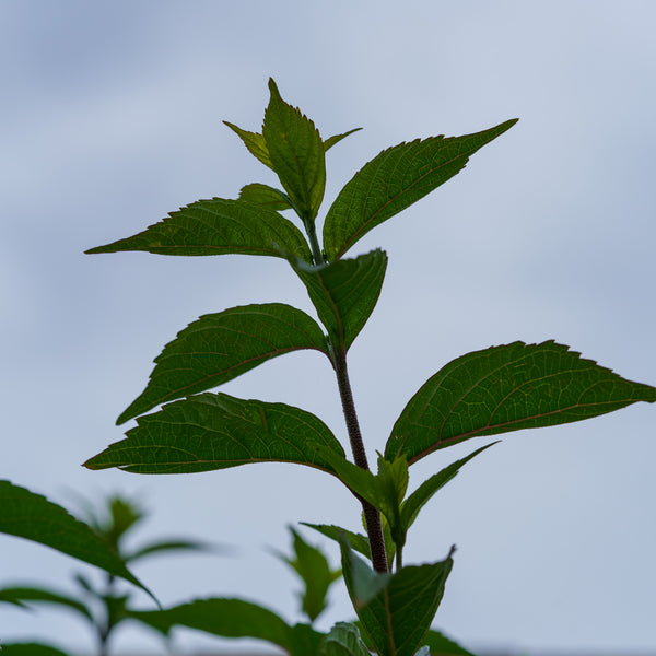 Purple Pride Beautyberry - Other Shrubs - Shrubs