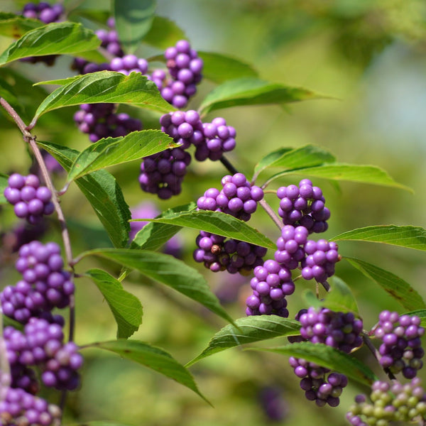 Purple Pride Beautyberry - Other Shrubs - Shrubs