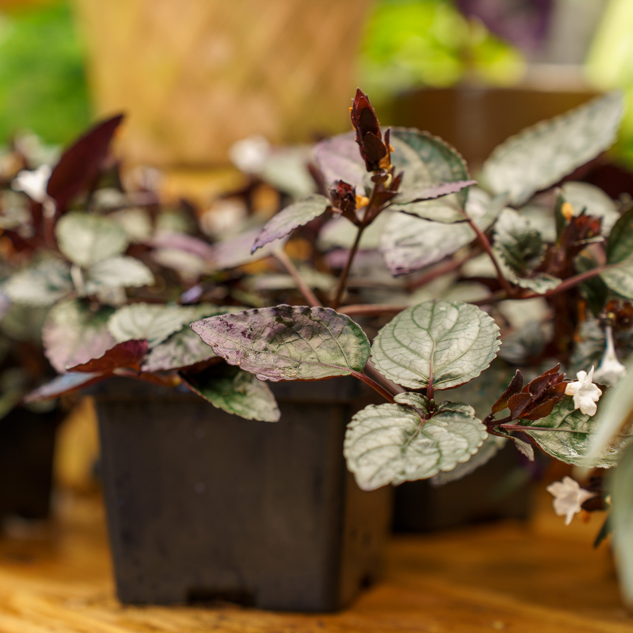 purple leaf potted plant Purple Waffle Plant – Plant Detectives