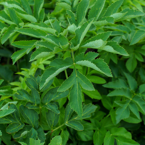 Purplestem Angelica