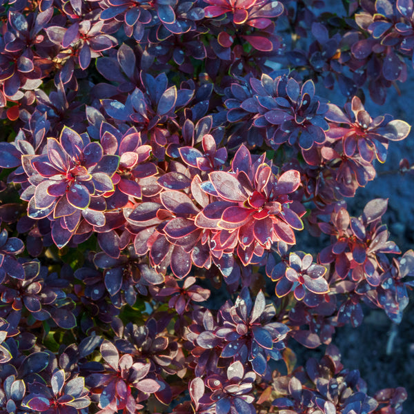 Pygmy Ruby Barberry