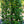 Load image into Gallery viewer, Pyramidal European Hornbeam
