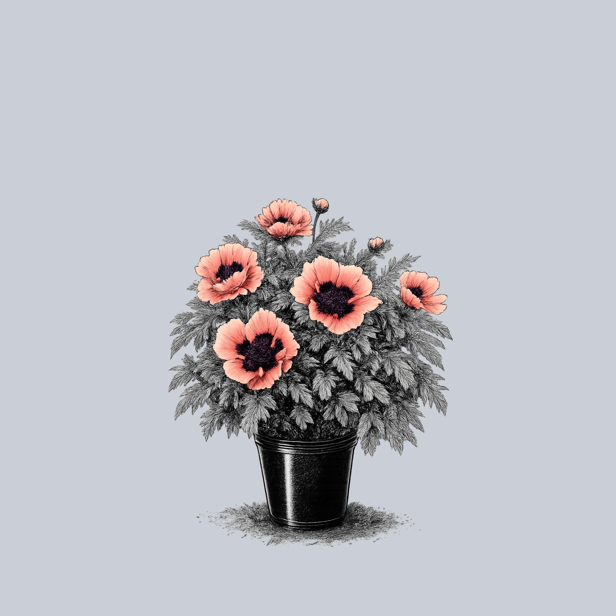 Queen Alexandra Oriental Poppy – Plant Detectives