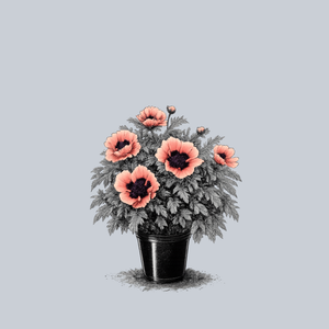 Queen Alexandra Oriental Poppy