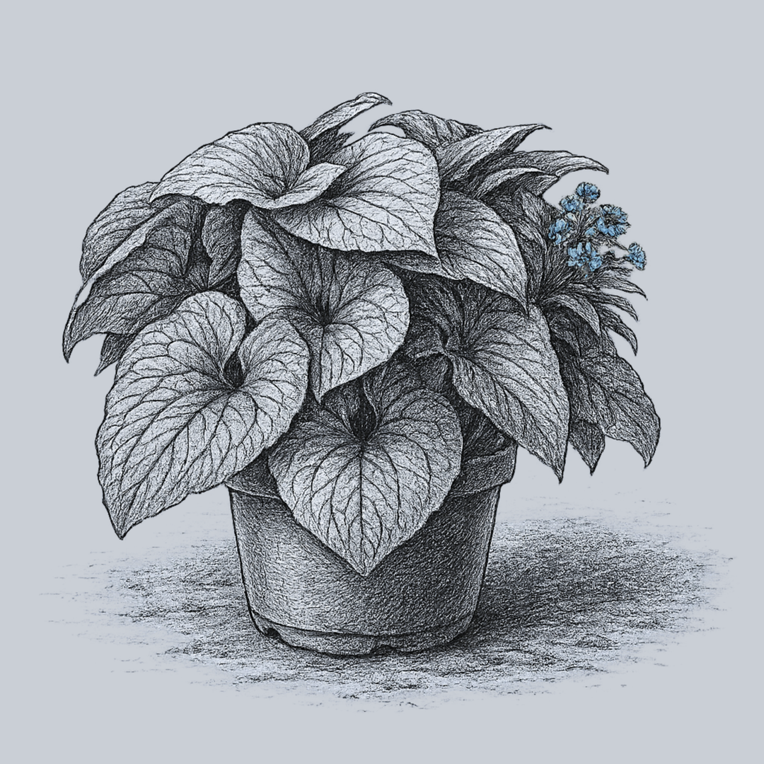 The Brunnera Guide – Plant Detectives